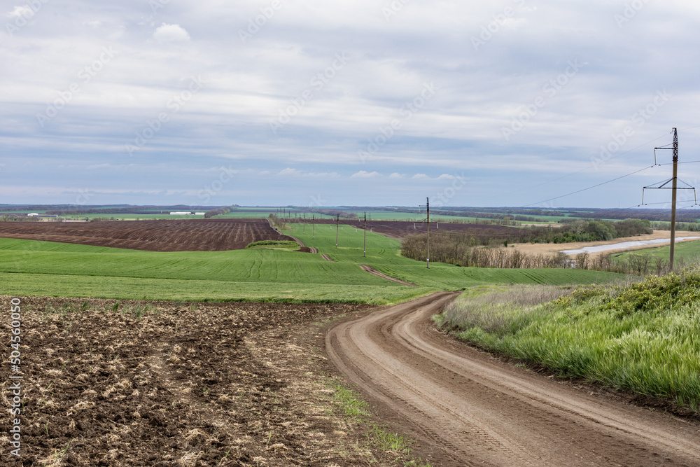 A dirt road in the middle of a green field. Spring landscape.