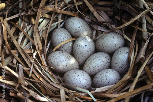 American coot egg nest mottled closeup  photo