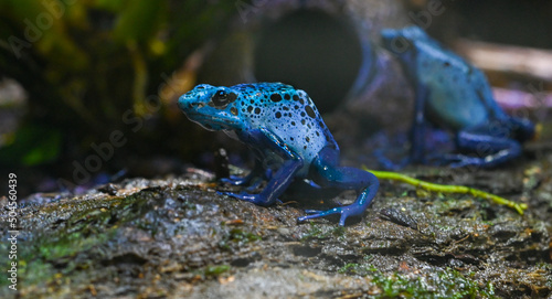 Blue-Poison-Dart-Frog (Dendrobates-azureus) resides in Northeastern-South-America photo