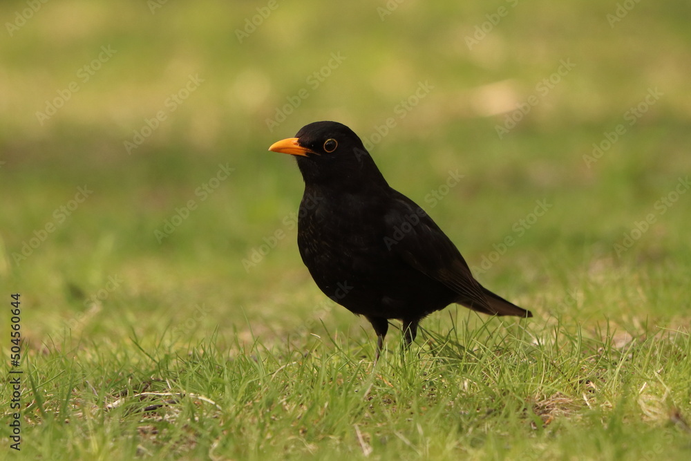 Turdus merula, portrait of a black bird on a green lawn