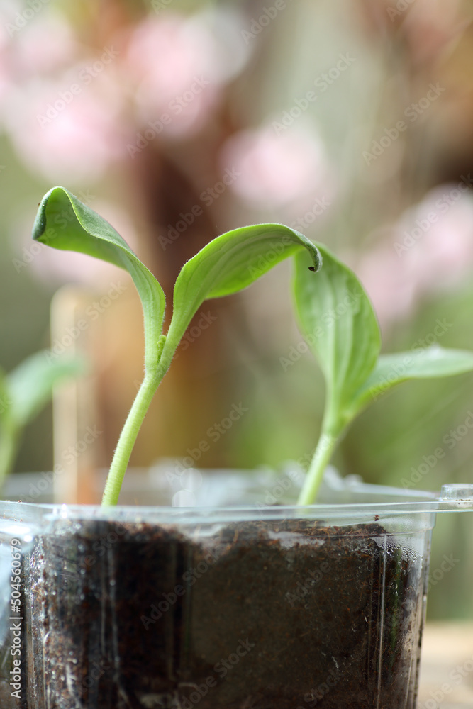 Courgette Seedlings In A Recycled Plastic Container Stock Photo Adobe courgette-seedlings-in-a-recycled-plastic-container-stock-photo-adobe