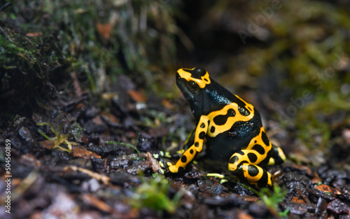 Yellow-banded poison dart frog or yellow-headed poison dart frog (Dendrobates leucomelas). Tropical frog living in South America photo