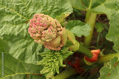 Rheum rhabarbarum, rhubarb plant, large pink flower in the middle of leaves