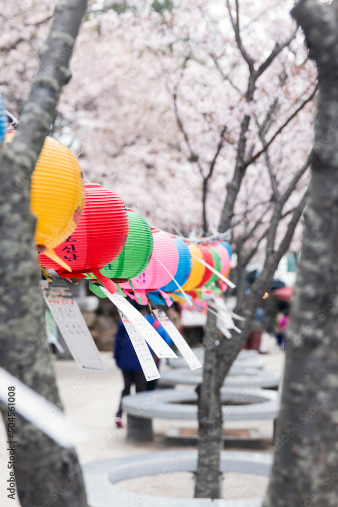 Fototapeta premium colorful lanterns among sakura flowers