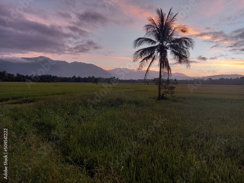 Lone palm tree in expansive field at dusk - Aurora, Philippines