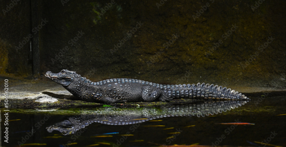 Dwarf-Crocodile-(Osteolaemus-letraspis) Dwarf-Crocodile-(Osteolaemus-letraspis)