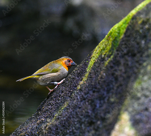 Cuban grassquit (Tiaris canorus) photo