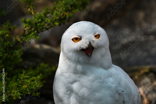 The snowy owl, Bubo scandiacus