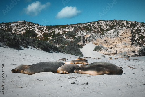 Beautiful sea lion seals having a sweet family nap on the foreshore of Kangaroo Island in South Australia