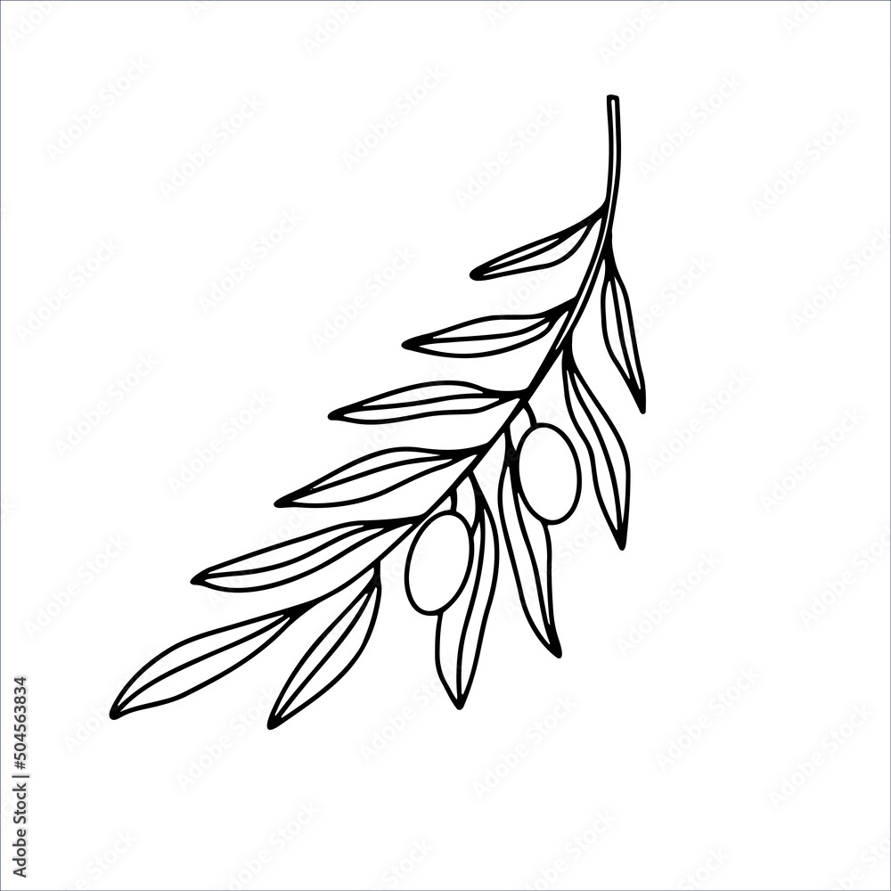 Hand drawn olive branch isolated on white background. Outline olive tree branch for menu, logo, greeting cards, patterns, web. Line art, doodle olive branch. Hand drawn olive branch isolated on white background. Outline olive tree branch for menu, logo, greeting cards, patterns, web. Line art, doodle olive branch.
