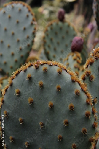 Foto Background of desert cactuses in a blooming season
