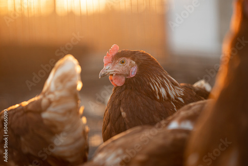 Portrait of a chicken among other chickens. Sunset