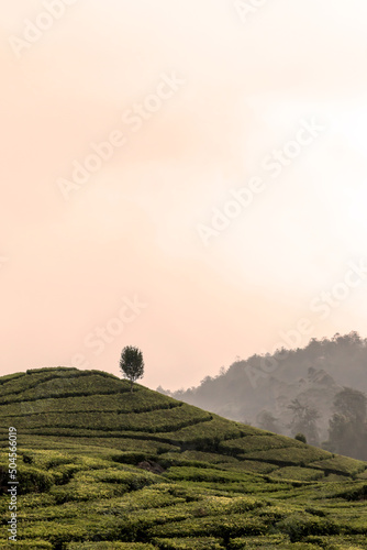 Tea field near Bandung city