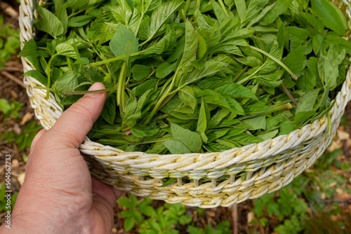 Aegopodium podagraria, also ground elder or gerard's grass, bishop's weed. Greens in a wicker tray. It is used as food and medicine. Very good for joint health photo