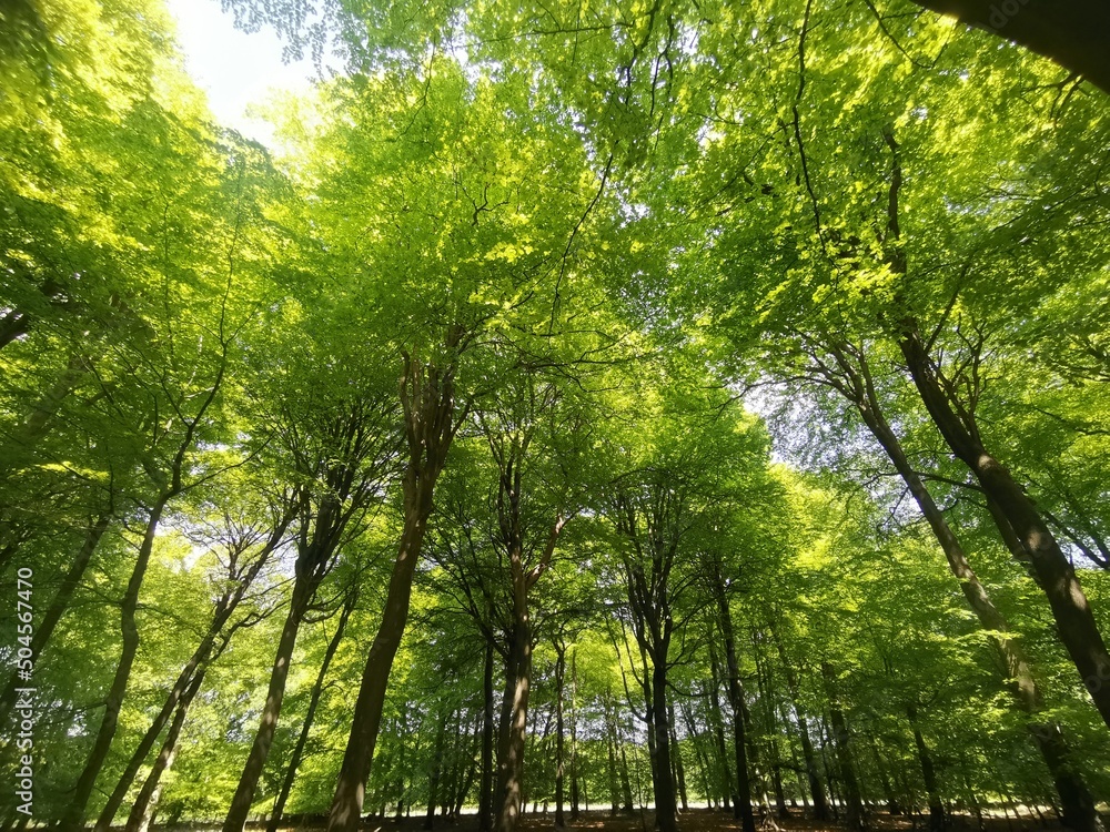 Fototapeta premium Low angle view of forest from below showing green leafy canopy