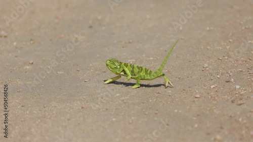 A flapneck chameleon taking a careful step photo