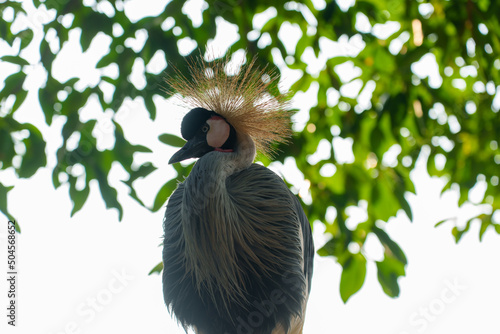 African crowned crane 