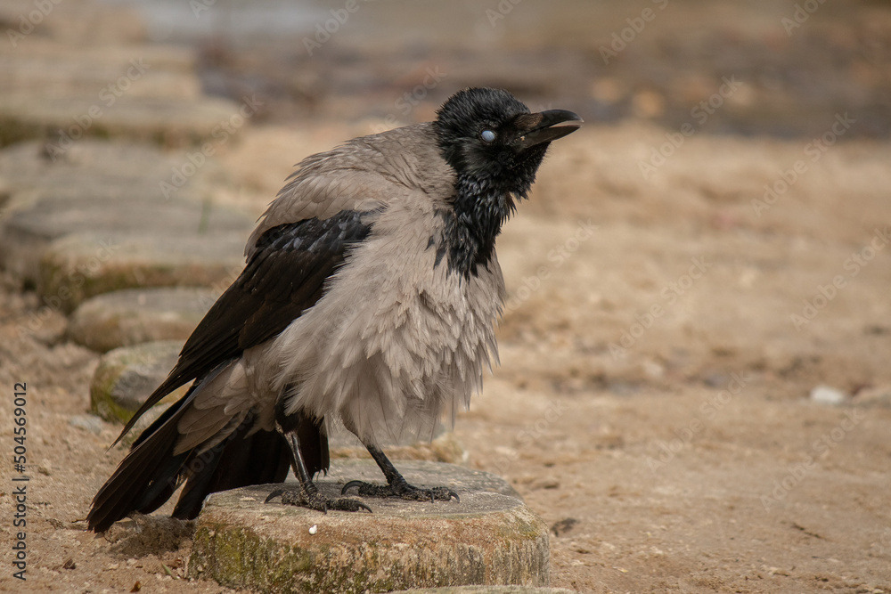 Fototapeta premium Wrona szara