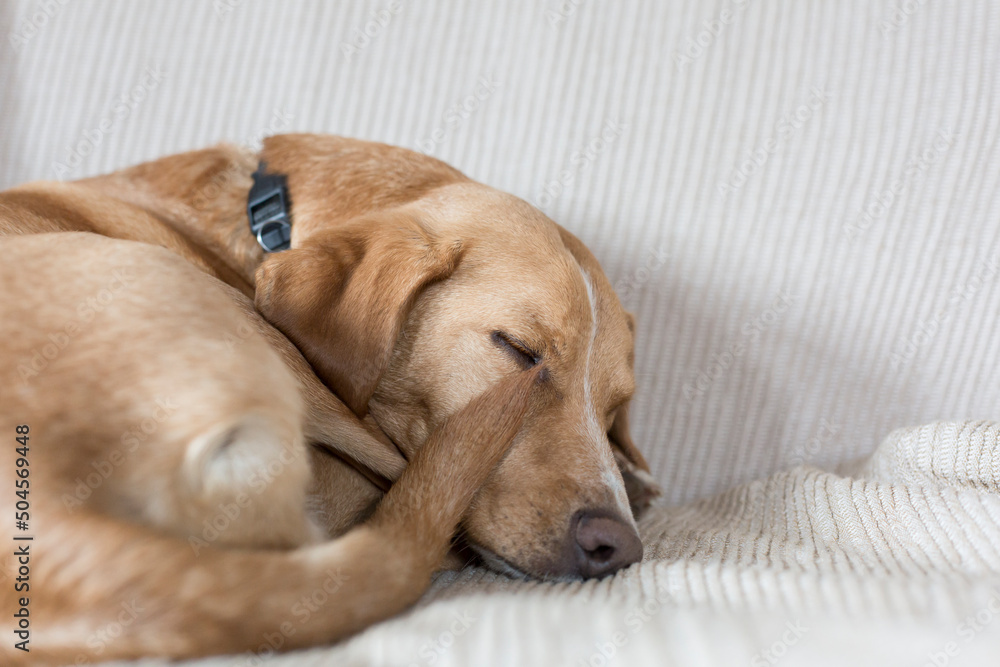 Cute Dog sleeps on couch Cute Dog sleeps on couch