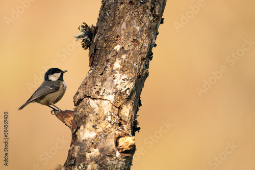 Coal Tit Perched On A Branch   photo