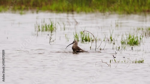 Numenius arquata rare curlew bathing in pond photo
