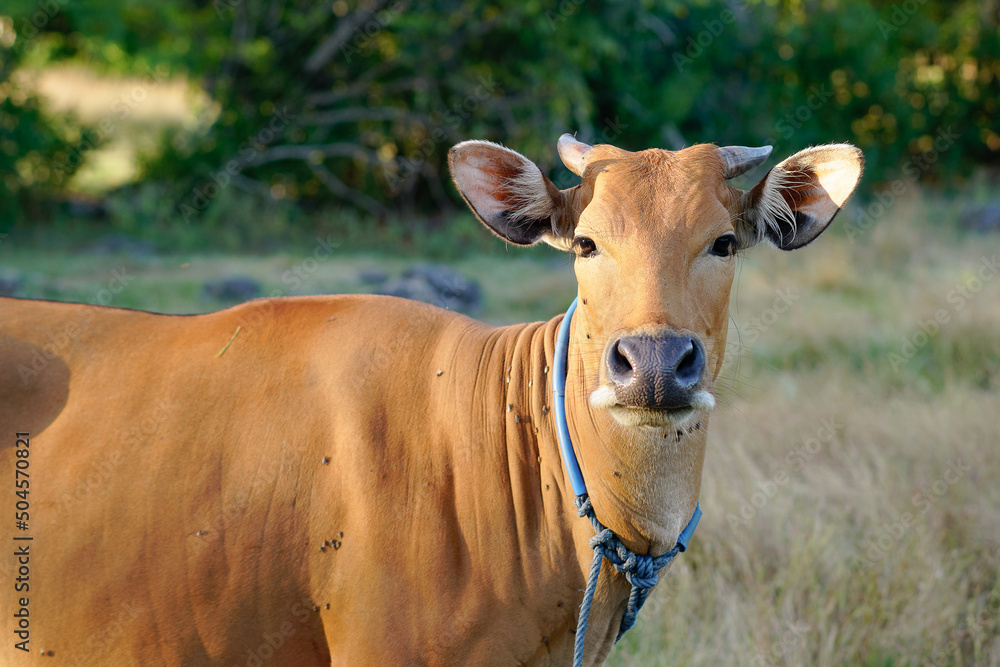 Banteng or bali cow also known as tembadau, is a species of wild cattle found in Southeast Asia. Banteng or bali cow also known as tembadau, is a species of wild cattle found in Southeast Asia.