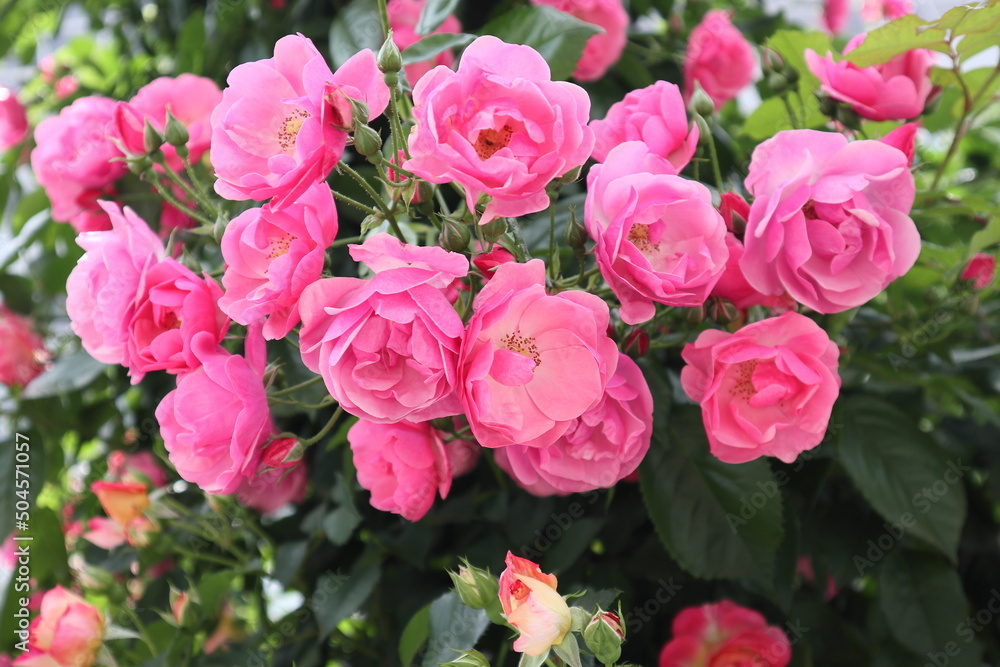 ピンクのバラの花 ピンクのバラの花