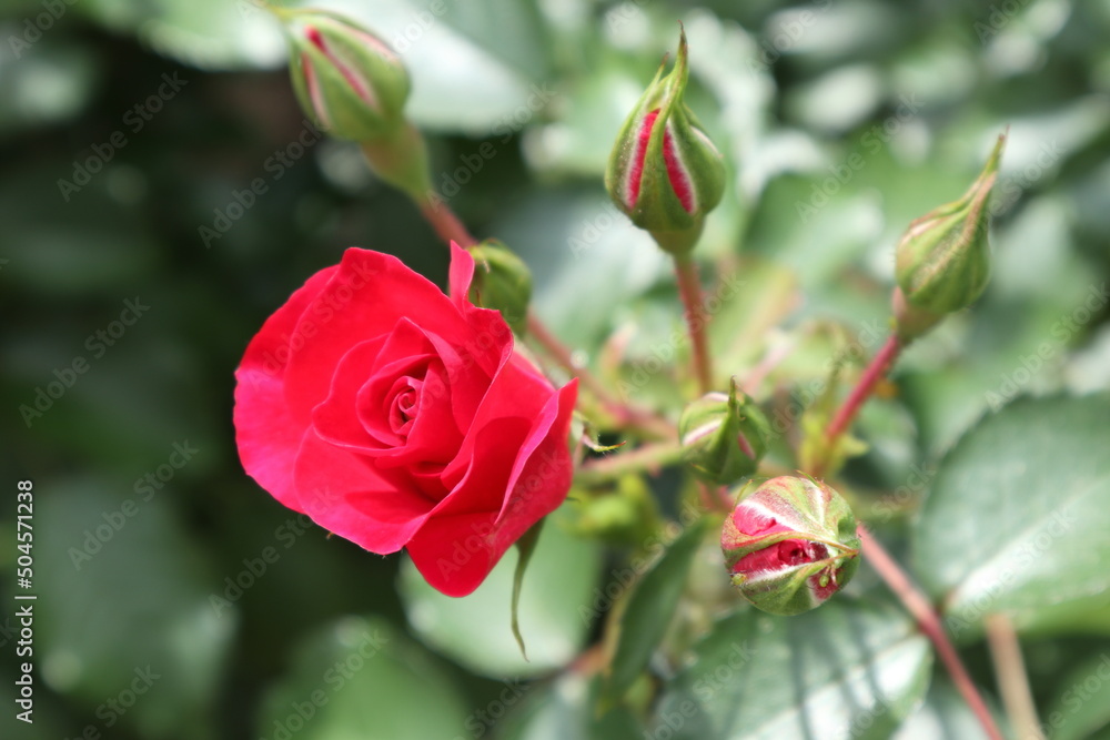 赤いバラの花 赤いバラの花