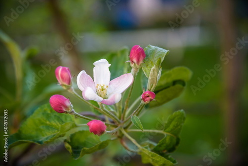 Closeup blossoming tree brunch with white flowers. Flowering of apple trees.