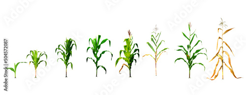 Illustration of the process of planting corn on a white background in the design to the first planting stage. corn planting process Growing Corn from Seed to Flower Throughout the Harvest