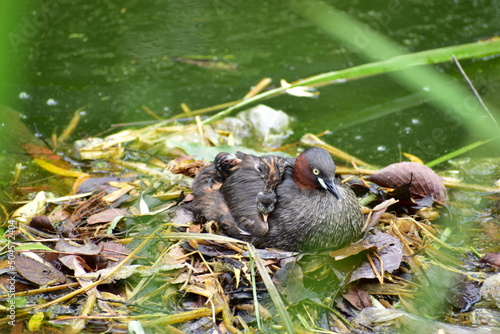 水辺の巣にいるカイツブリ親子