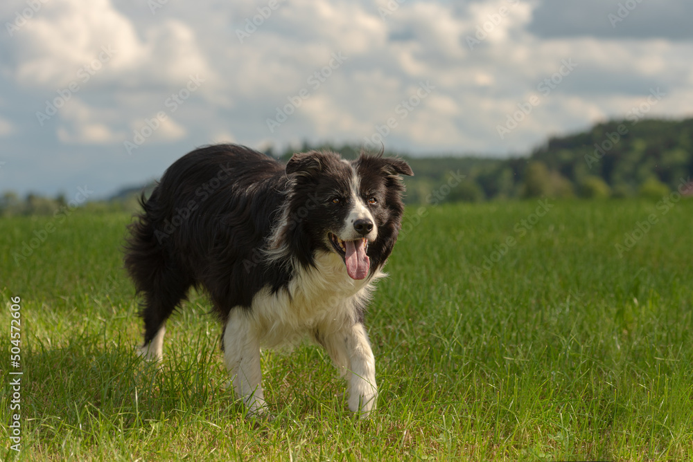 Cute beautiful Border Collie  dog on a green meadow outside in the nature in front of blue sky background