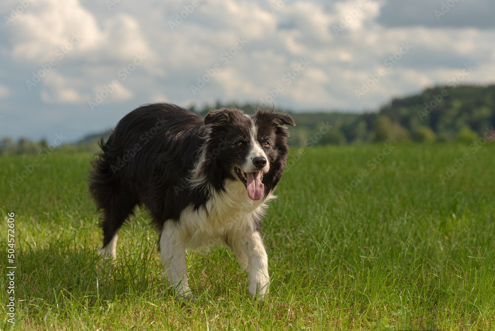 Cute beautiful Border Collie dog on a green meadow outside in the nature in front of blue sky background Cute beautiful Border Collie dog on a green meadow outside in the nature in front of blue sky background