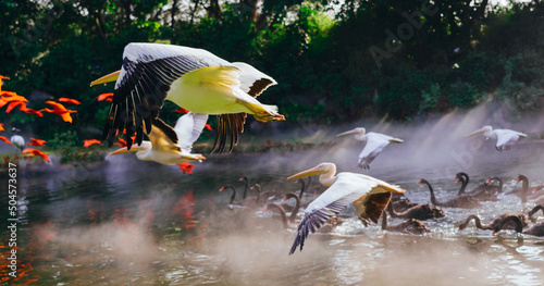 Pelicans are flying photo