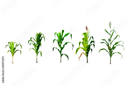 Virtual illustration of the corn planting process on a white background in the design up to the first planting stage. corn planting process Growing Corn from Seed to Flower Throughout the Harvest