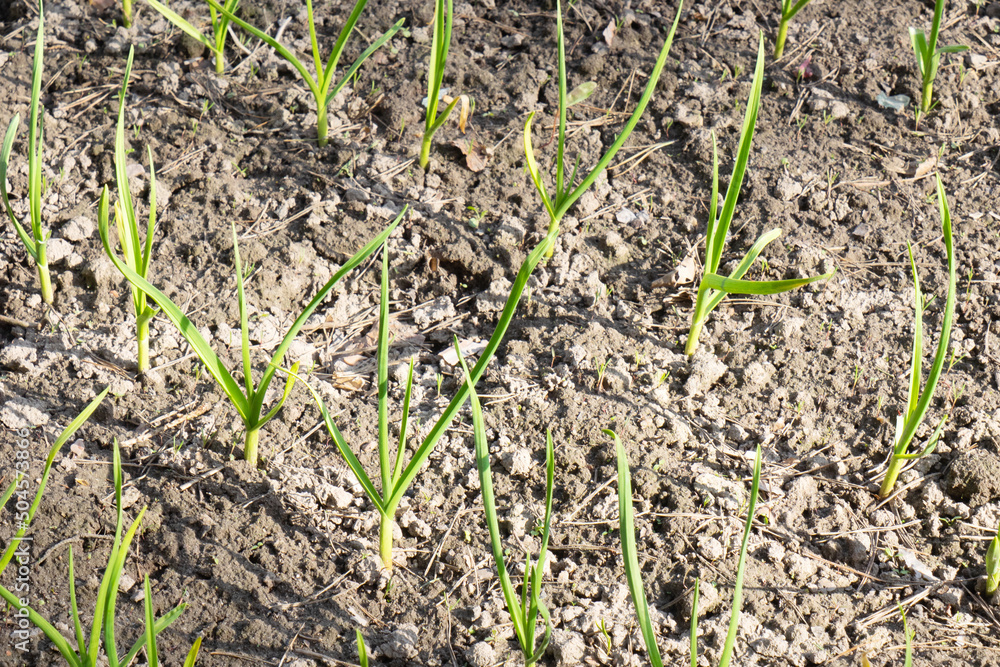 Young green shoots of garlic on the background of cultivated land Young green shoots of garlic on the background of cultivated land