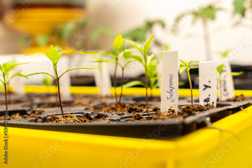 Seedling jalapeno photo