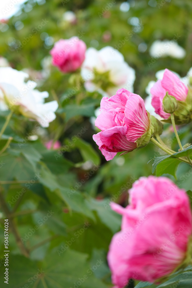 pink roses in garden