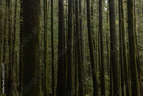 Dark forest