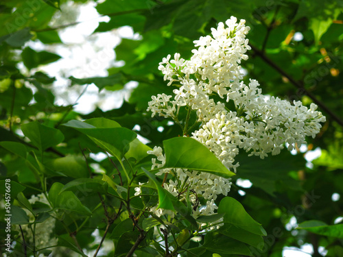branch of delicate white lilac blooms in spring