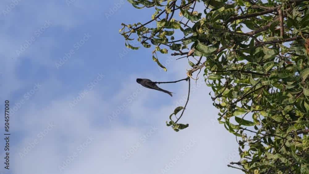 Black Drongo Asian Passerine Bird On Mango Tree Ungraded Vertical Video 4K Black Drongo Asian Passerine Bird On Mango Tree Ungraded Vertical Video 4K