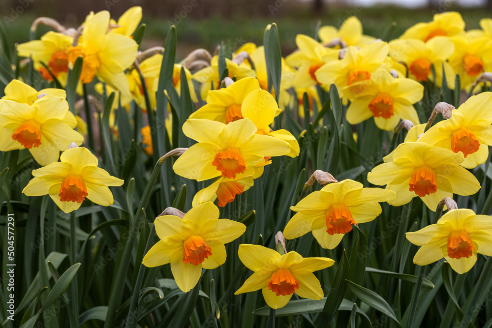 Blooming yellow daffodils in the garden Blooming yellow daffodils in the garden