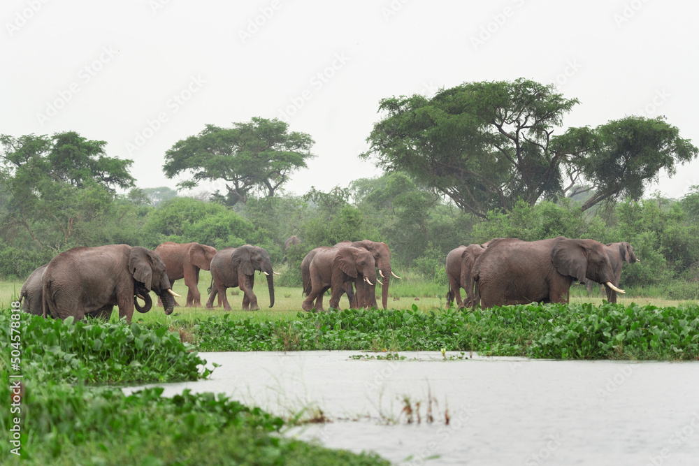 African elephant near the dam. Elephants play in the water. Safari in Uganda. Exotic animal in natural habitat. 