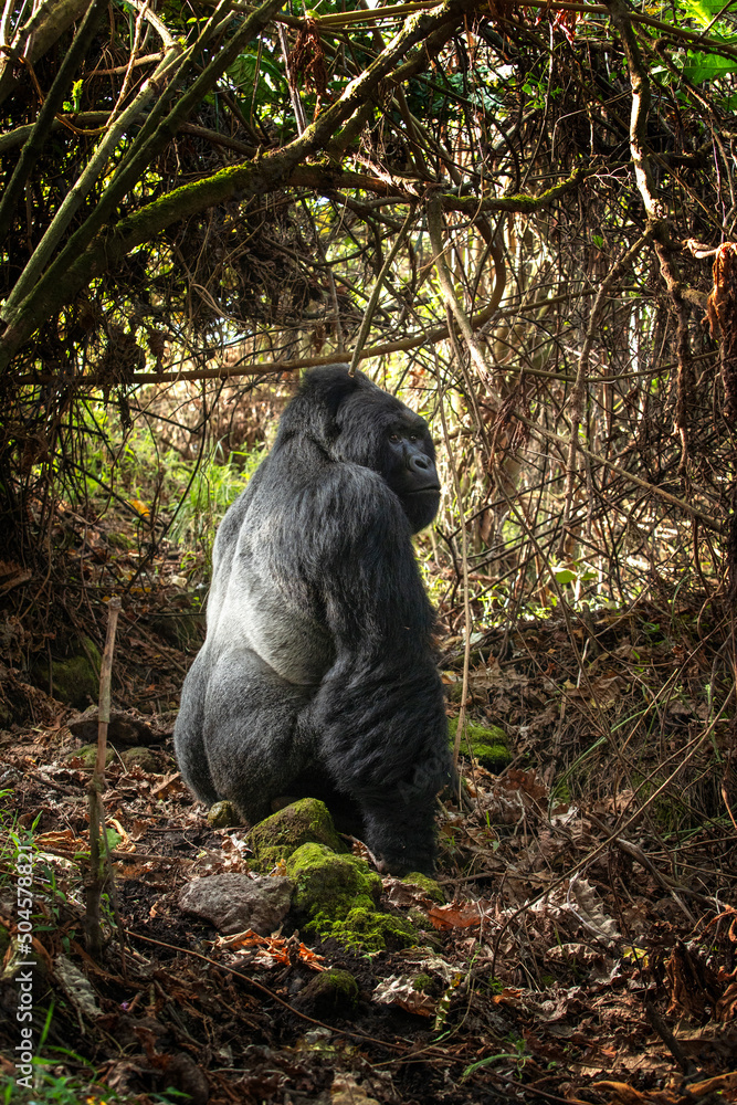 Obraz premium Mountains gorillas in the Mgahinga Gorilla National Park. Gorilla in the forest. Rare animals in Uganda. Animals in natural habitat.