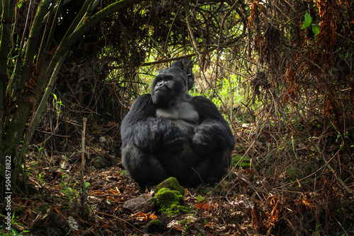 Fotografia Mountains gorillas in the Mgahinga Gorilla National Park