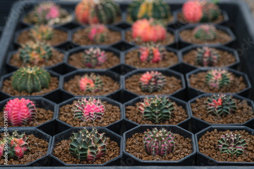 Cactus Gymnocalycium Lb2178​ beautiful green various species Beautiful nature In pots cactus flower photo