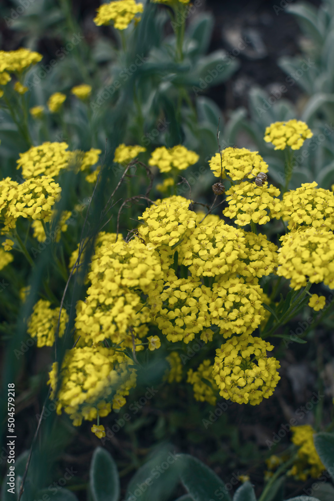 Yellow perennials. Gold Alyssum saxatile flowering in garden. It is a