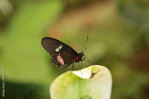 Motyl w zbliżeniu na roślinie © Magdalena