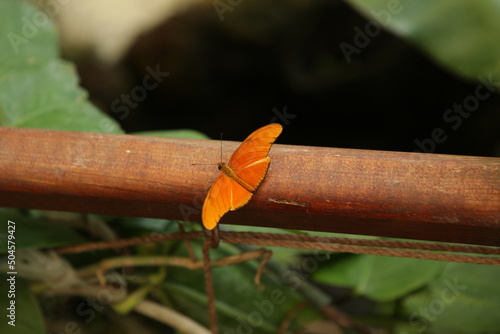 Motyl pomarańczowy
