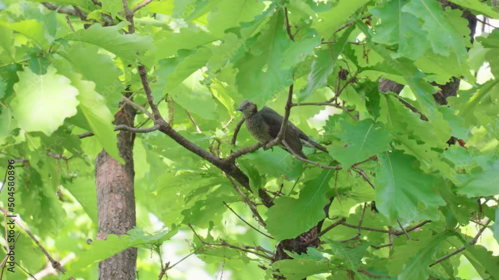 A brown-eared bulbul songbird purched on tree branch in spring forest A brown-eared bulbul songbird purched on tree branch in spring forest